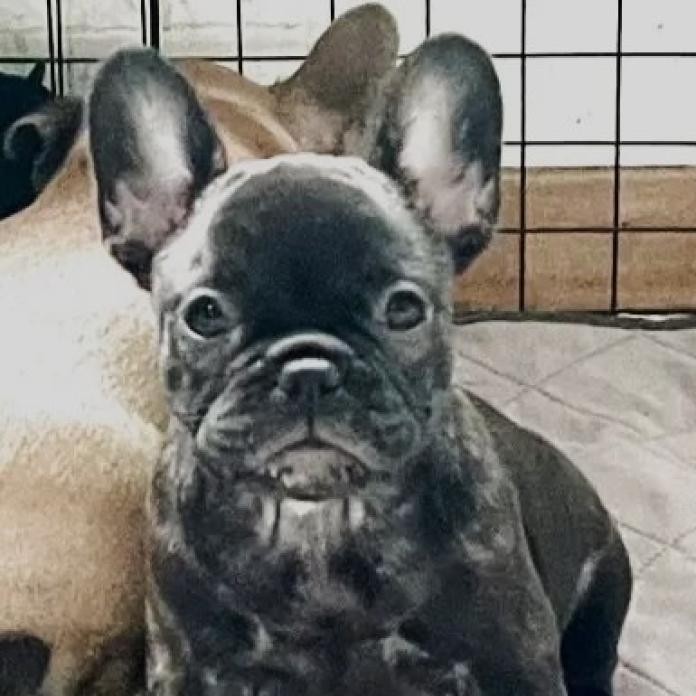 フレンチブルドッグ(愛知県・女の子・2025/11/19・ブリンドル)の子犬情報! | 中村 大輔ブリーダー(1007)