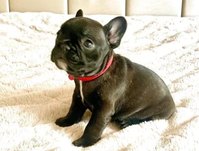 フレンチブルドッグ(愛知県・女の子・2025/11/19・ブリンドル)の子犬情報! | 中村 大輔ブリーダー(1009)