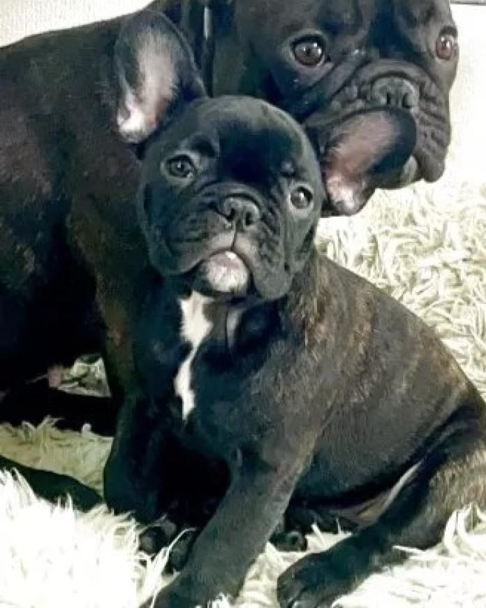 フレンチブルドッグ(愛知県・女の子・2025/11/19・ブリンドル)の子犬情報! | 中村 大輔ブリーダー(1009)