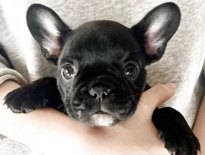 フレンチブルドッグ(愛知県・女の子・2025/11/19・ブリンドル)の子犬情報! | 中村 大輔ブリーダー(1009)