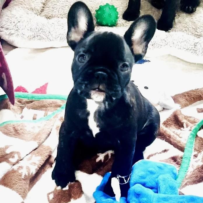 フレンチブルドッグ(愛知県・女の子・2025/11/19・ブリンドル)の子犬情報! | 中村 大輔ブリーダー(1009)
