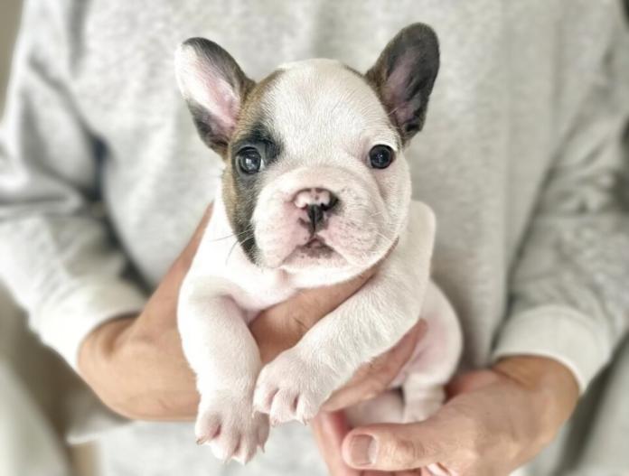 フレンチブルドッグ(愛知県・男の子・2025/11/19・フォーンパイド)の子犬情報! | 中村 大輔ブリーダー(1010)