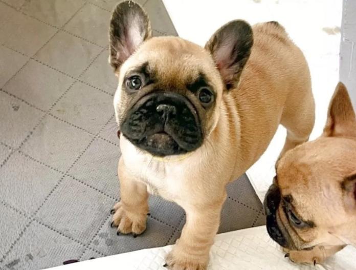 フレンチブルドッグ(愛知県・男の子・2025/11/19・フォーン)の子犬情報! | 中村 大輔ブリーダー(1011)
