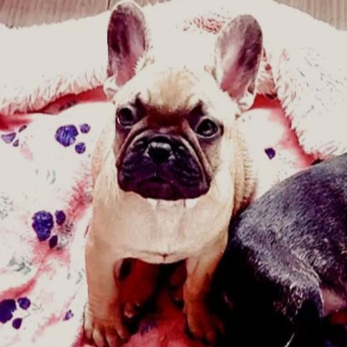 フレンチブルドッグ(愛知県・女の子・2025/11/19・フォーン)の子犬情報! | 中村 大輔ブリーダー(1049)