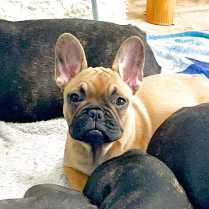 フレンチブルドッグ(愛知県・女の子・2025/11/19・フォーン)の子犬情報! | 中村 大輔ブリーダー(1049)