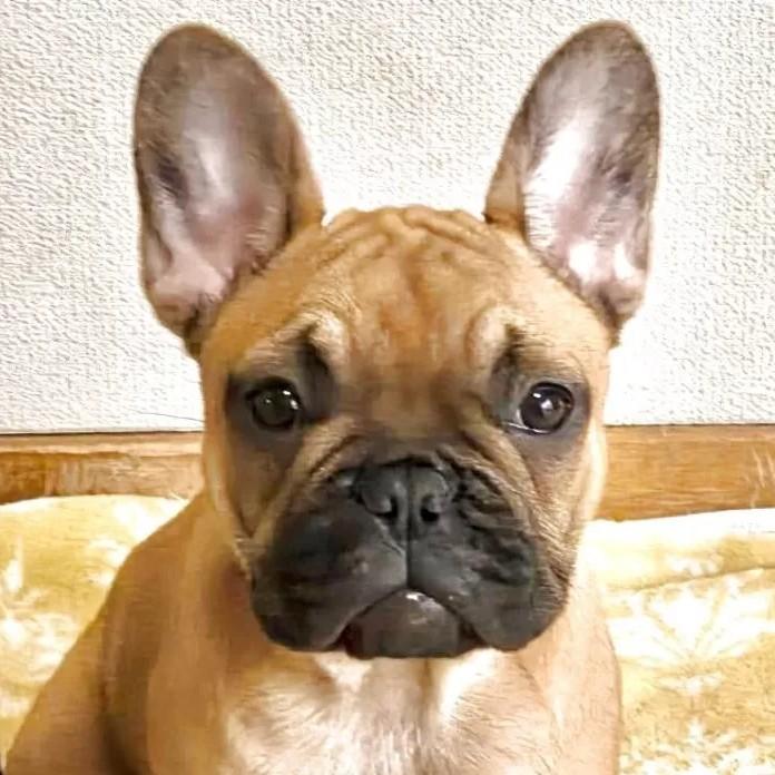フレンチブルドッグ(愛知県・女の子・2025/11/19・フォーン)の子犬情報! | 中村 大輔ブリーダー(1049)