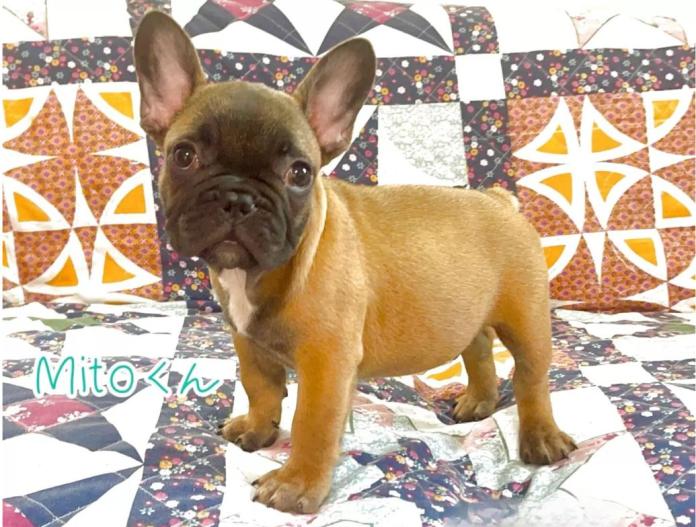 犬のプロフィール画像