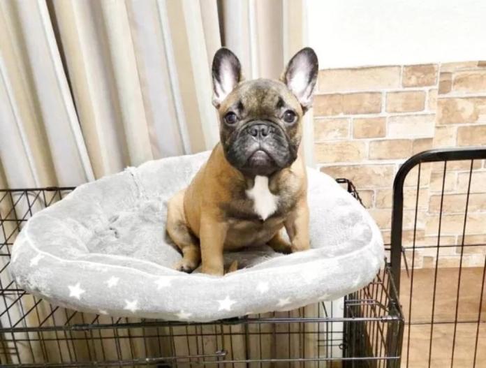犬のプロフィール画像
