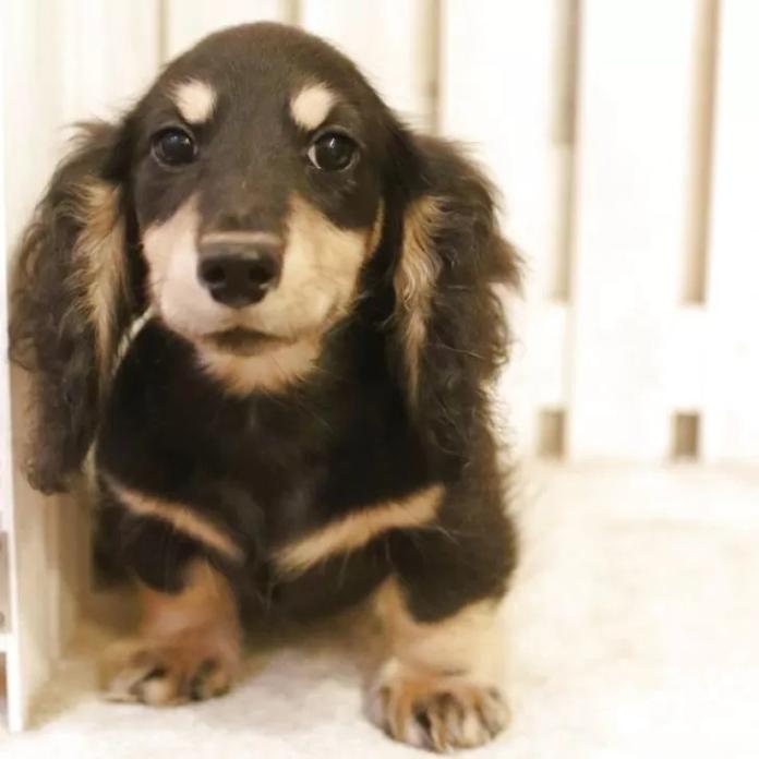 ミニチュアダックスフンド(ロング)(神奈川県・男の子・2025/11/28・ブラックイエロー)の子犬情報! | 長澤 祐子ブリーダー(1257)