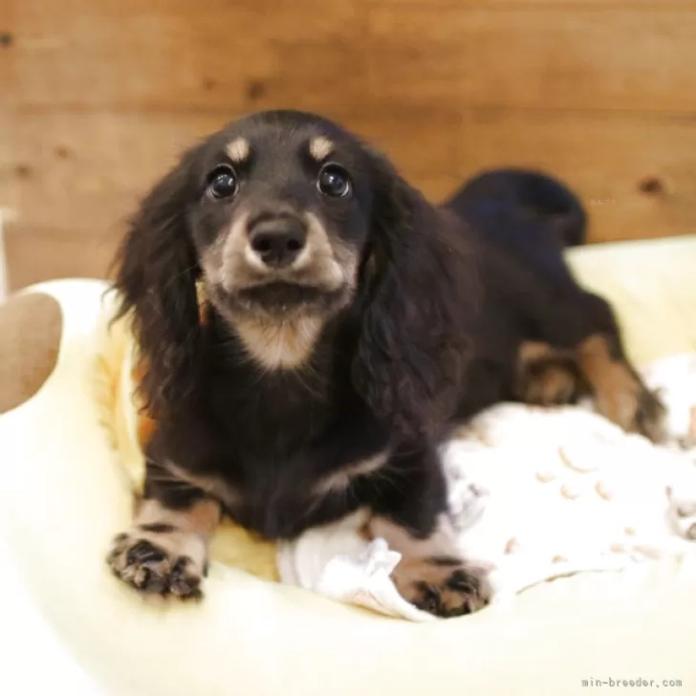ミニチュアダックスフンド(ロング)(1652)の子犬情報