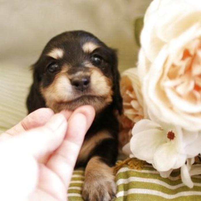 ミニチュアダックスフンド(ロング)(1653)の子犬情報