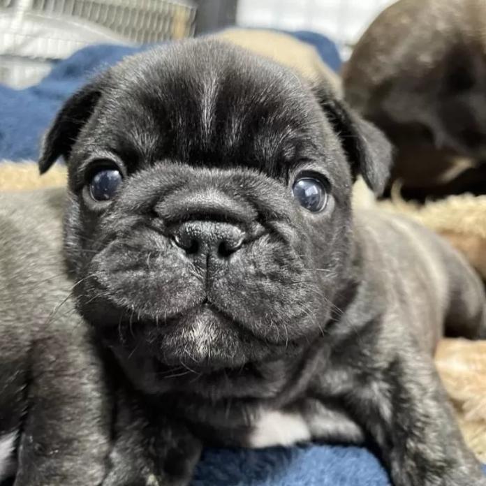 フレンチブルドッグ(愛知県・男の子・2026/01/24・タイガーブリンドル)の子犬情報! | 倉永 里枝ブリーダー(1190)