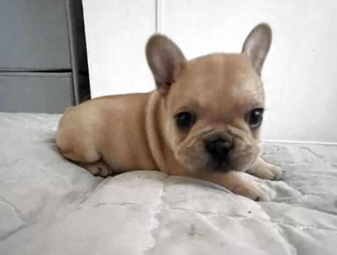犬のプロフィール画像
