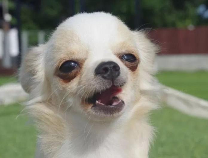 犬のプロフィール画像