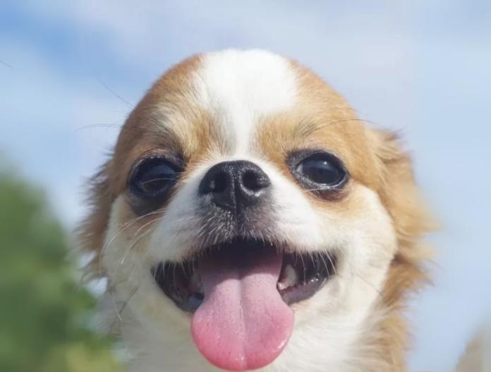 犬のプロフィール画像