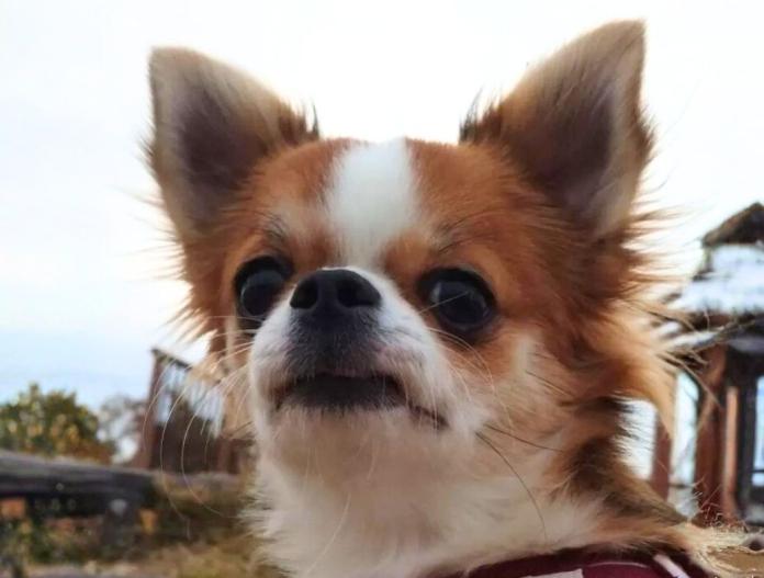 チワワ(ロング)(愛知県・女の子・2025/03/29・レッドホワイト)の子犬情報! | 倉永 里枝ブリーダー(607)