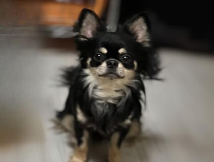 犬のプロフィール画像