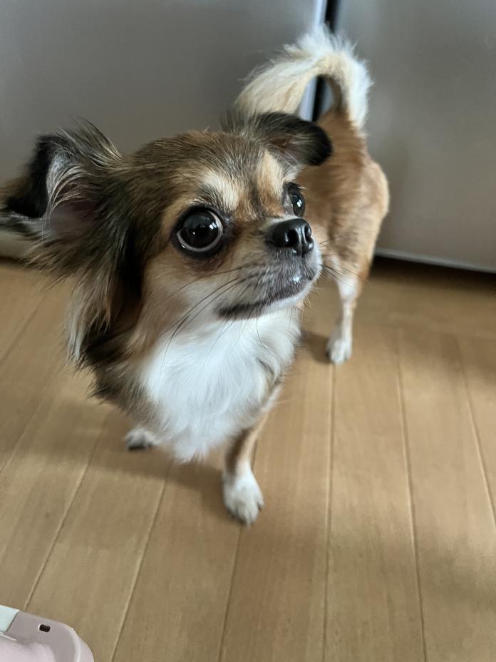犬のプロフィール画像