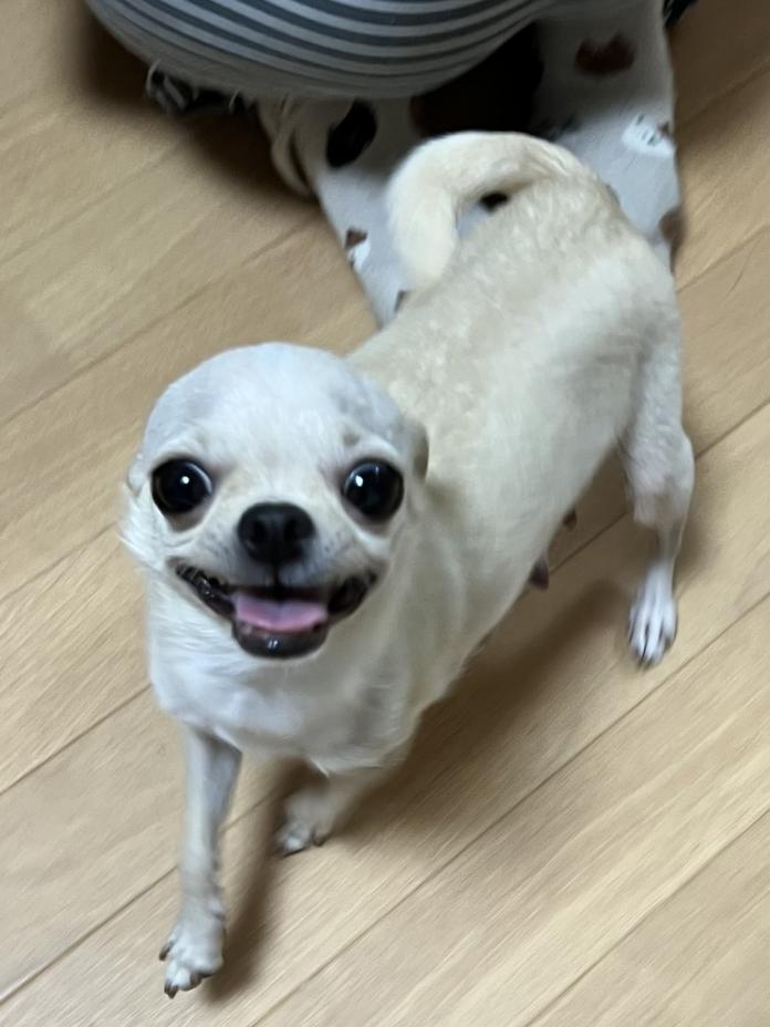 犬のプロフィール画像