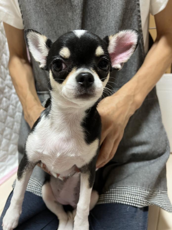 親犬のプロフィール画像