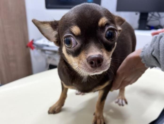 犬のプロフィール画像