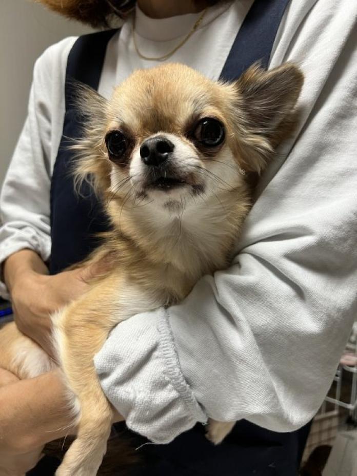 犬のプロフィール画像