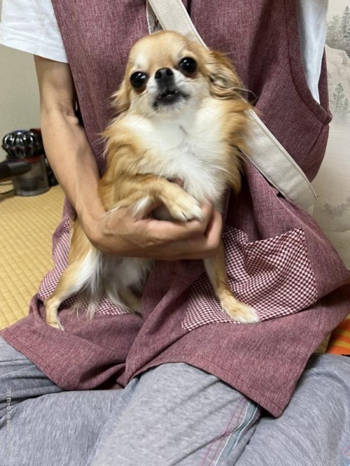犬のプロフィール画像