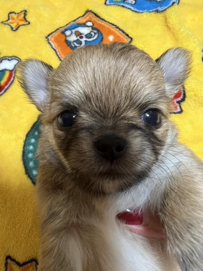 犬のプロフィール画像