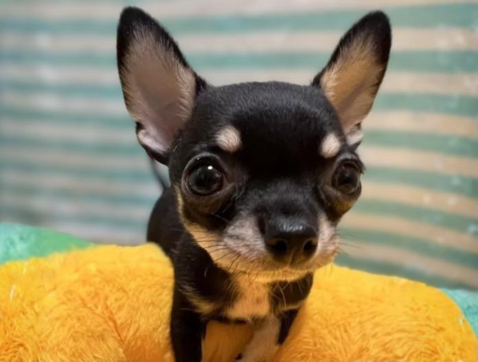 チワワ(スムース)(千葉県・男の子・2025/11/03・ブラックタンホワイト)の子犬情報! | 加納 大ブリーダー(1023)