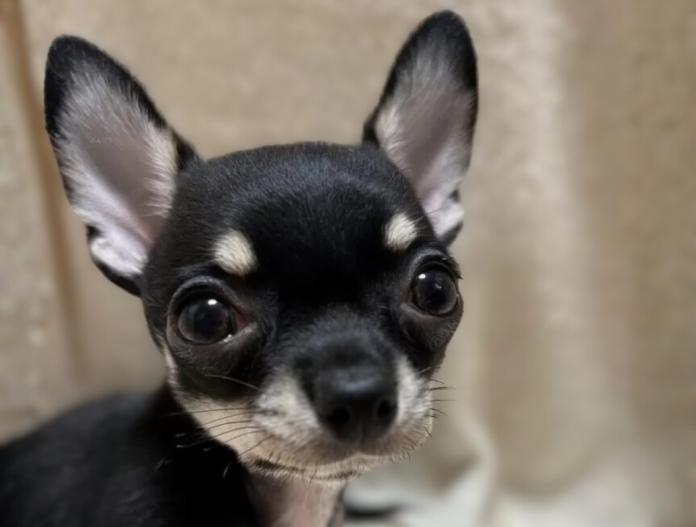 チワワ(スムース)(千葉県・男の子・2025/11/03・ブラックタンホワイト)の子犬情報! | 加納 大ブリーダー(1023)