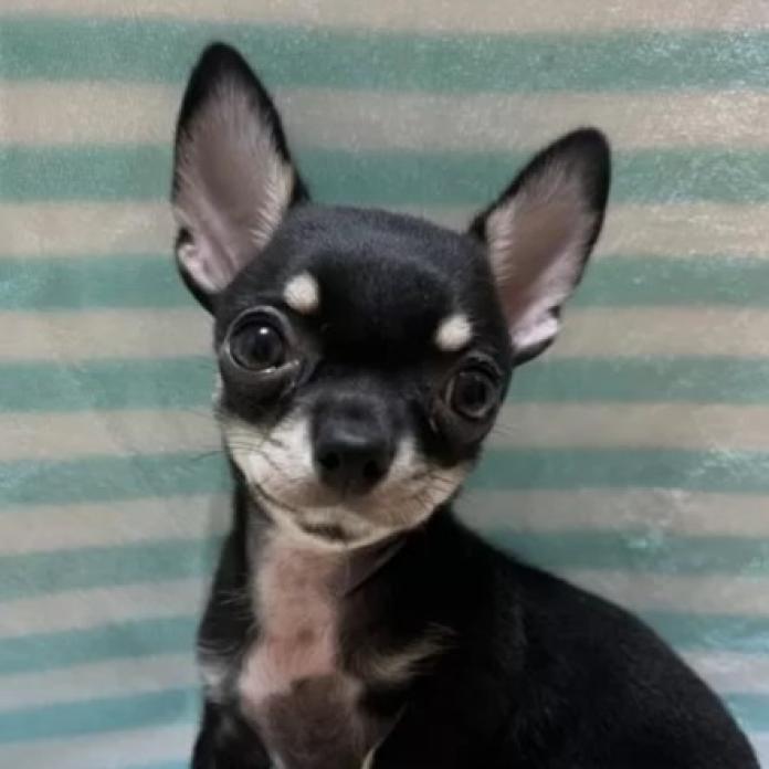 チワワ(スムース)(千葉県・男の子・2025/11/03・ブラックタンホワイト)の子犬情報! | 加納 大ブリーダー(1023)