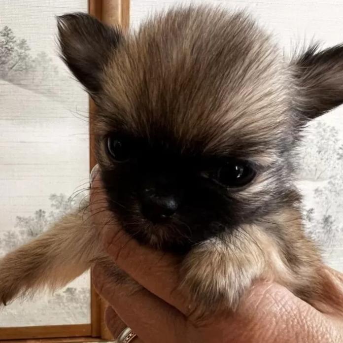 チワワ(ロング)(千葉県・男の子・2026/01/27・レッド)の子犬情報! | 加納 大ブリーダー(1201)