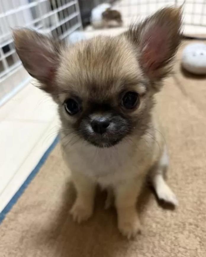 チワワ(ロング)(千葉県・男の子・2026/01/27・レッド)の子犬情報! | 加納 大ブリーダー(1201)