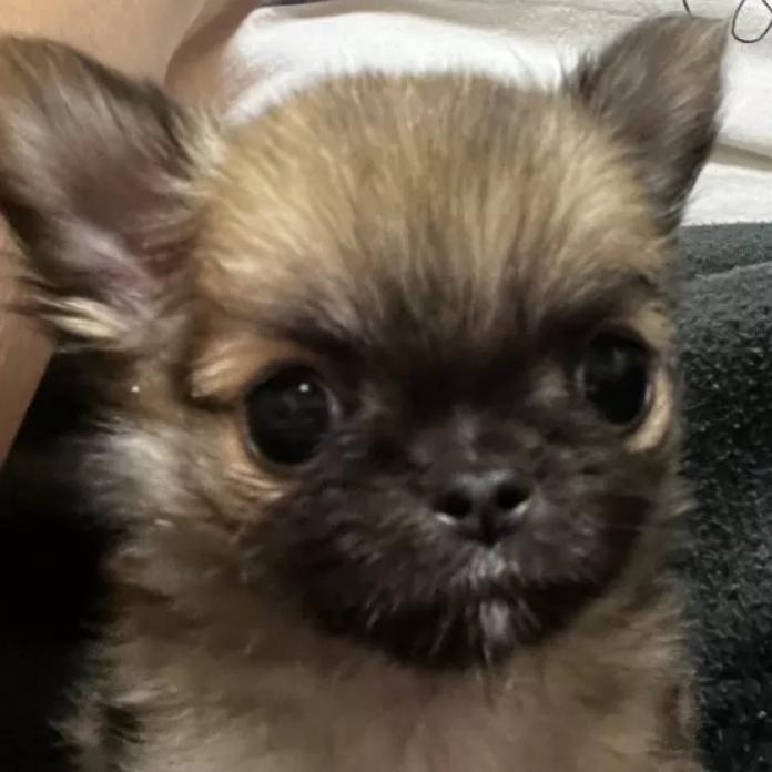 チワワ(ロング)(千葉県・男の子・2026/01/27・レッド)の子犬情報! | 加納 大ブリーダー(1201)