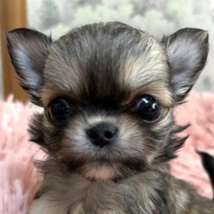 チワワ(ロング)(千葉県・男の子・2026/01/27・レッド)の子犬情報! | 加納 大ブリーダー(1202)