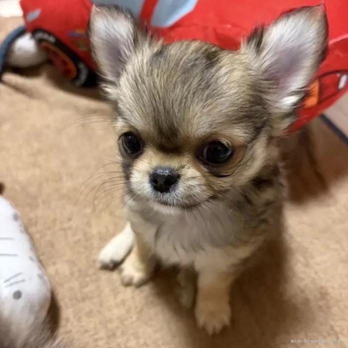 チワワ(ロング)(千葉県・男の子・2026/01/27・レッド)の子犬情報! | 加納 大ブリーダー(1202)