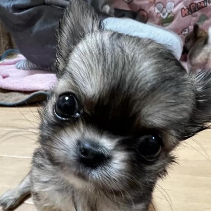 チワワ(ロング)(千葉県・男の子・2026/01/27・レッド)の子犬情報! | 加納 大ブリーダー(1202)