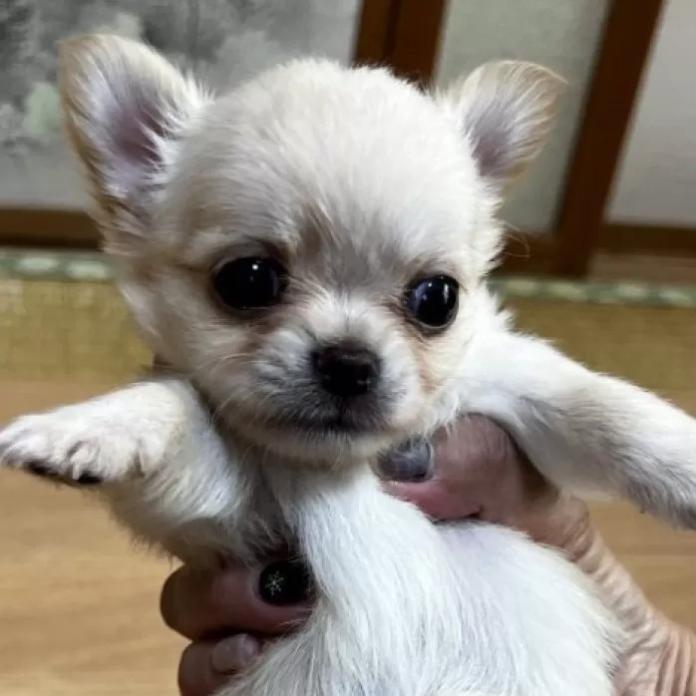 チワワ(ロング)(千葉県・男の子・2026/01/27・クリームオンホワイト)の子犬情報! | 加納 大ブリーダー(1203)