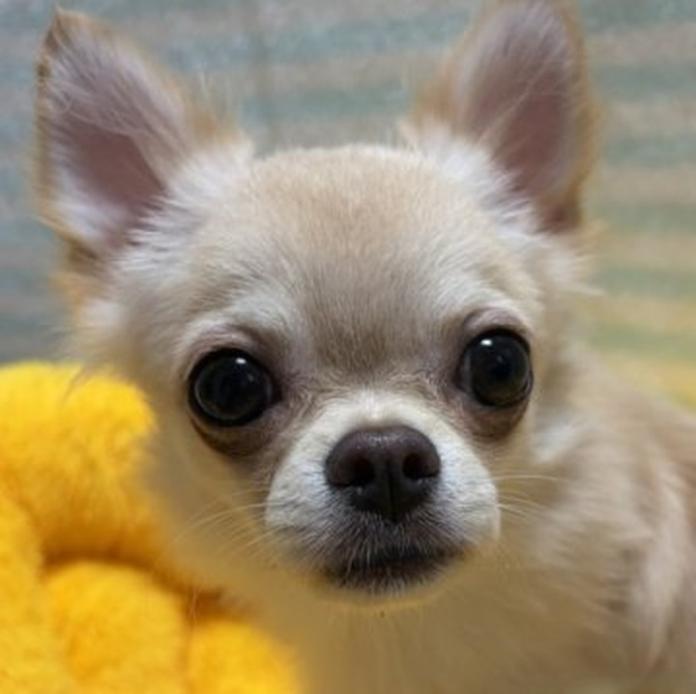 チワワ(ロング)(千葉県・男の子・2026/01/27・クリームオンホワイト)の子犬情報! | 加納 大ブリーダー(1203)