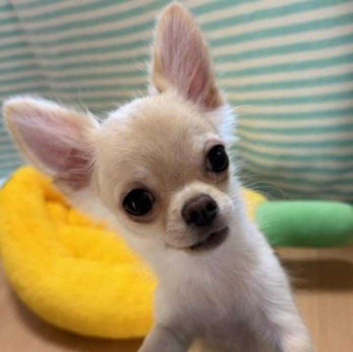 チワワ(ロング)(千葉県・男の子・2026/01/27・クリームオンホワイト)の子犬情報! | 加納 大ブリーダー(1203)