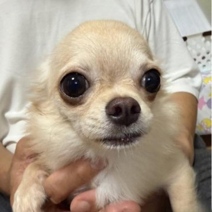 チワワ(ロング)(千葉県・男の子・2026/01/27・クリームオンホワイト)の子犬情報! | 加納 大ブリーダー(1203)