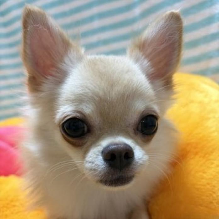 チワワ(ロング)(千葉県・男の子・2026/01/27・クリームオンホワイト)の子犬情報! | 加納 大ブリーダー(1203)