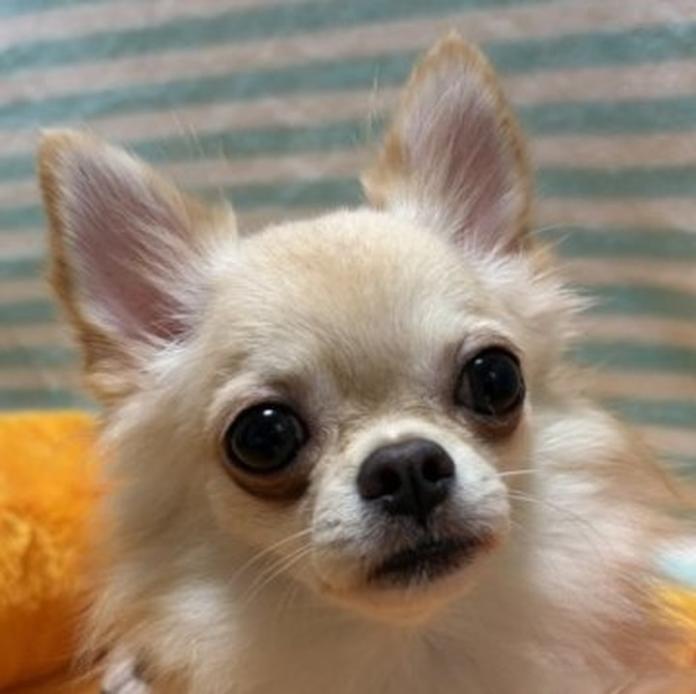 チワワ(ロング)(千葉県・男の子・2026/01/27・クリームオンホワイト)の子犬情報! | 加納 大ブリーダー(1203)