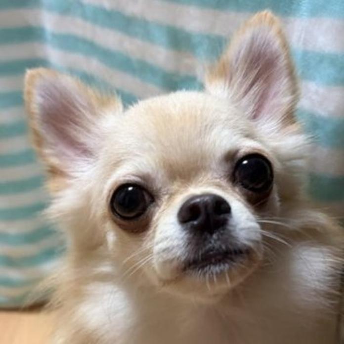 チワワ(ロング)(千葉県・男の子・2026/01/27・クリームオンホワイト)の子犬情報! | 加納 大ブリーダー(1203)