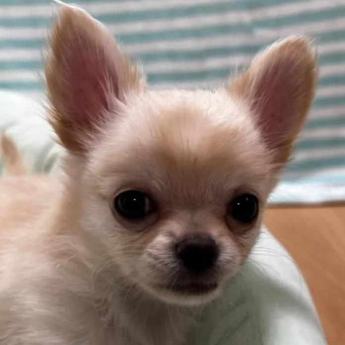 チワワ(ロング)(1203)の子犬情報