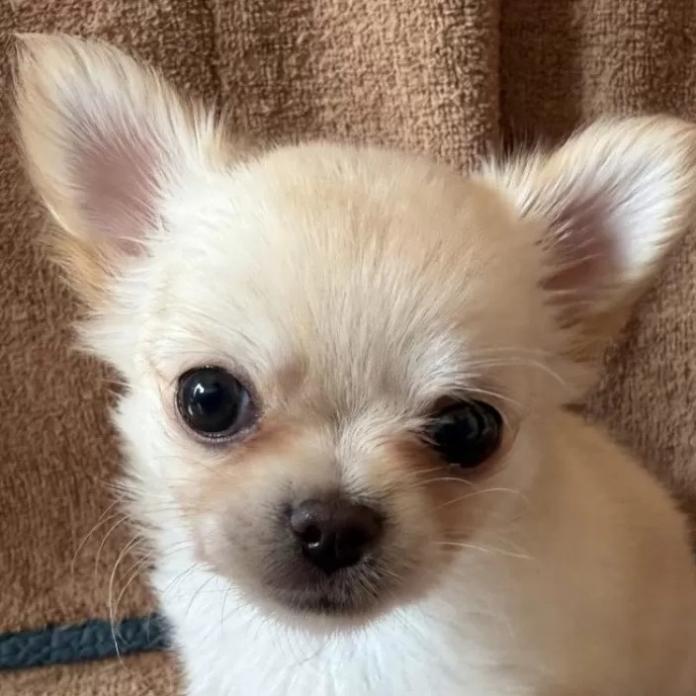 チワワ(ロング)(千葉県・男の子・2026/01/27・クリームオンホワイト)の子犬情報! | 加納 大ブリーダー(1203)