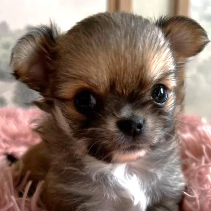 チワワ(ロング)(千葉県・男の子・2026/01/27・レッド)の子犬情報! | 加納 大ブリーダー(1204)