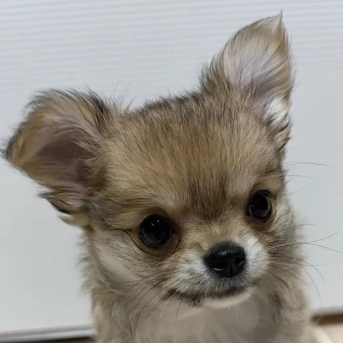 チワワ(ロング)(千葉県・男の子・2026/01/27・レッド)の子犬情報! | 加納 大ブリーダー(1204)