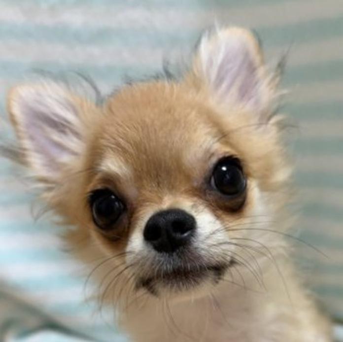 チワワ(ロング)(1204)の子犬情報