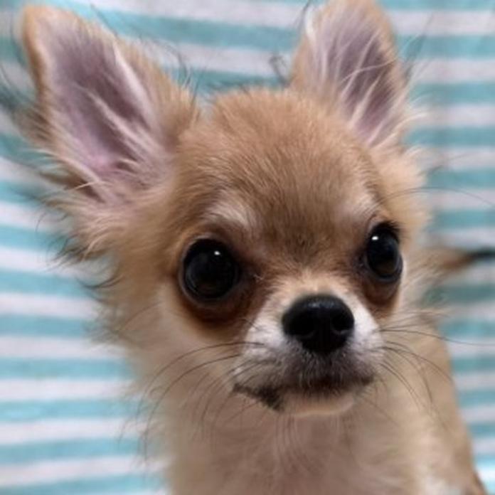 チワワ(ロング)(1204)の子犬情報